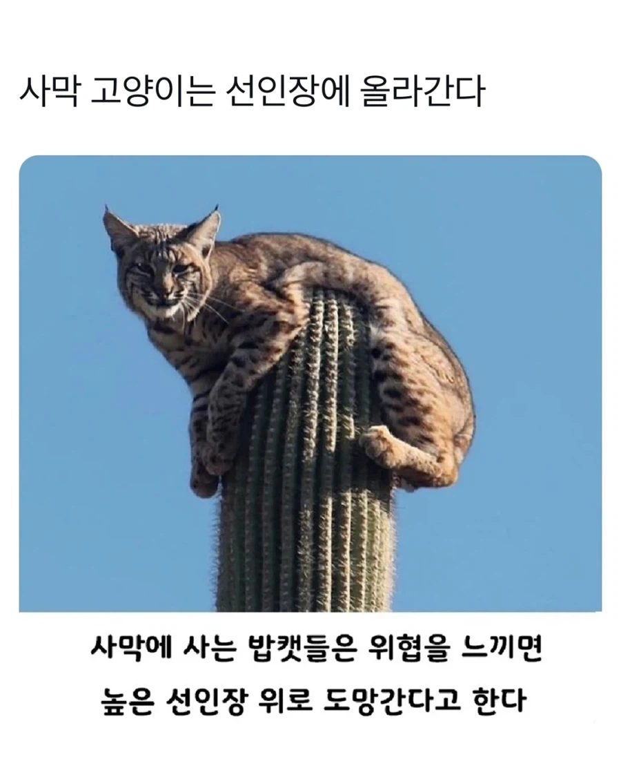 자연산 초대형 캣타워_1.webp