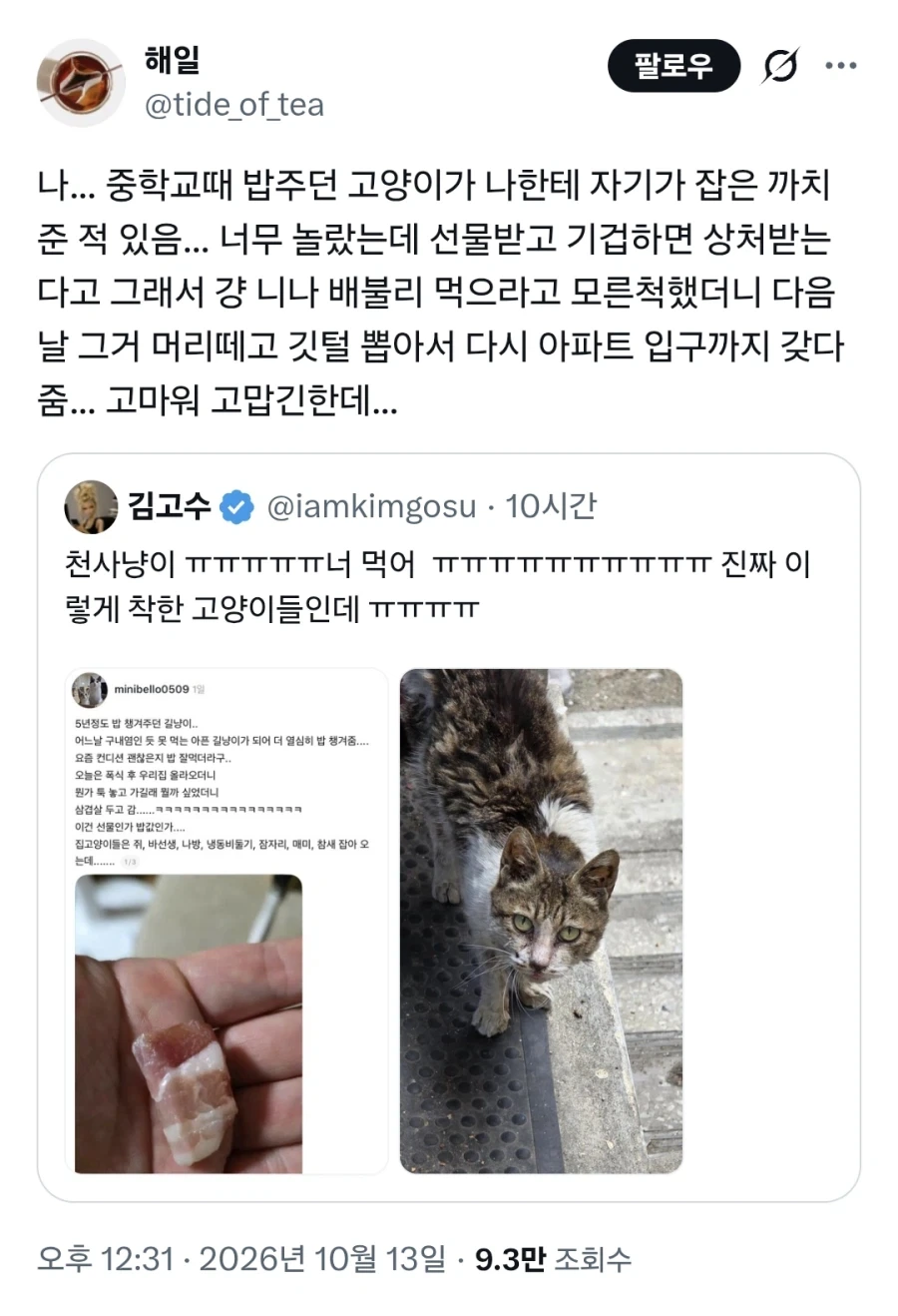 중학교때 밥주던 고양이가 나한테 자기가 잡은 까치 준 적 있음_1.webp