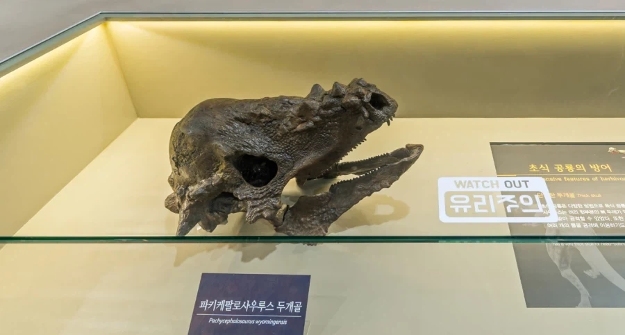빵 말고도 의외의 대전 꿀잼 요소_3.webp