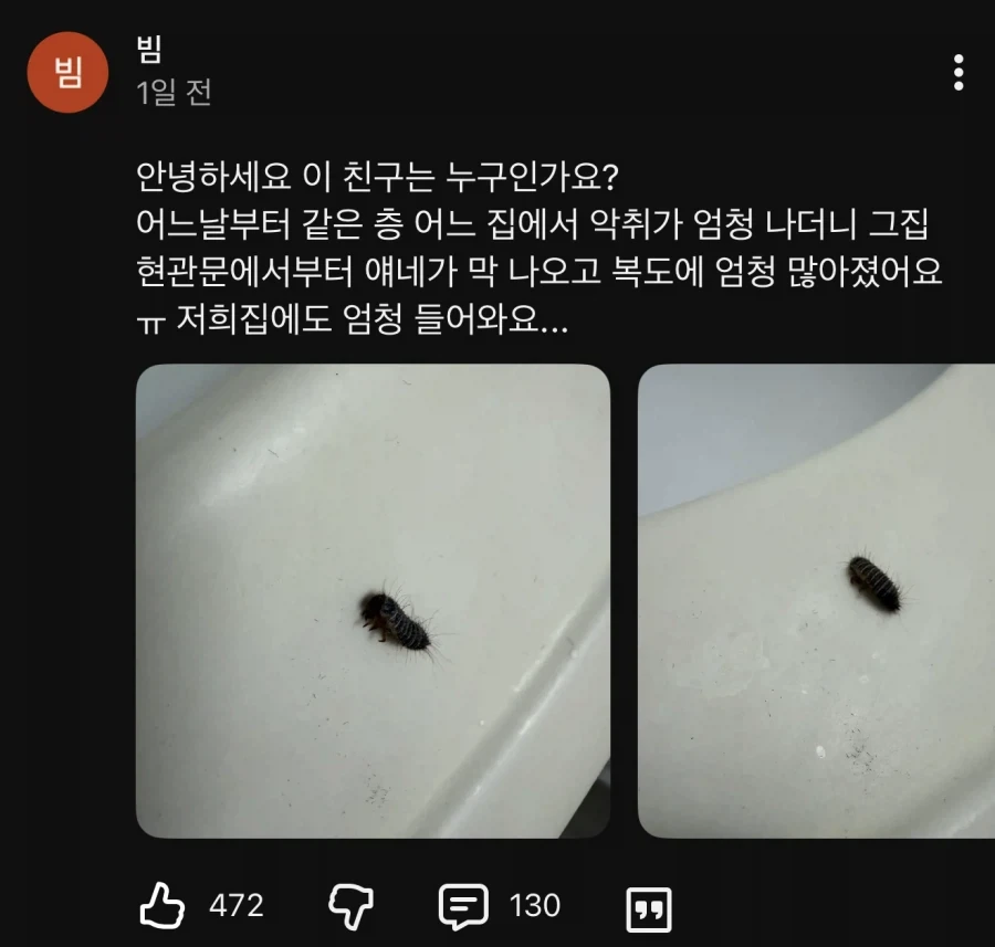 수상한 벌레가 나타났다.jpg_1.webp