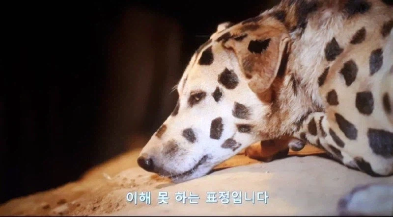 아프리카 부족 :