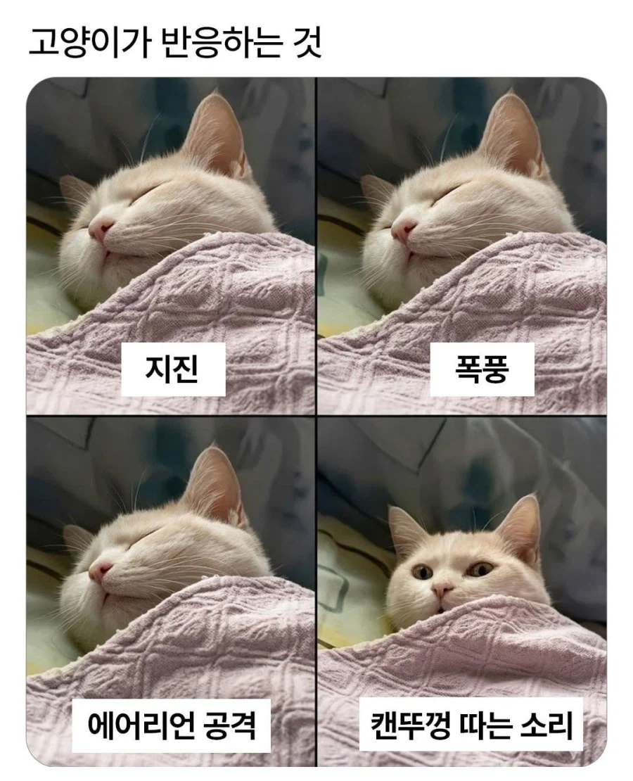 고양이들이 100% 가지고 있는 습성_1.webp