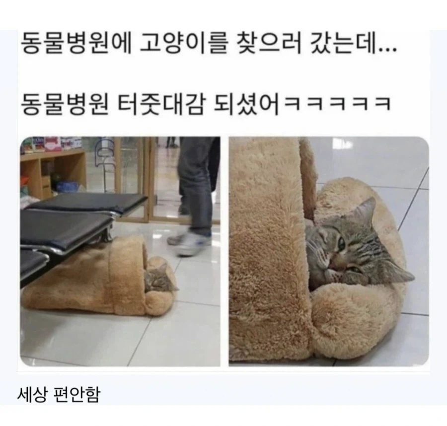 동물병원에 고양이 찾으러갔는데_1.webp