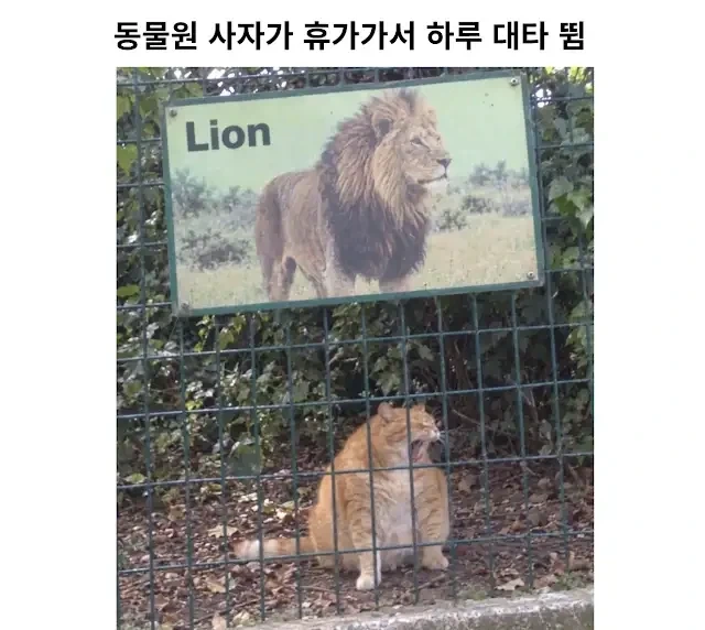 동물원 사자가 연차써서 대타 씀_1.webp