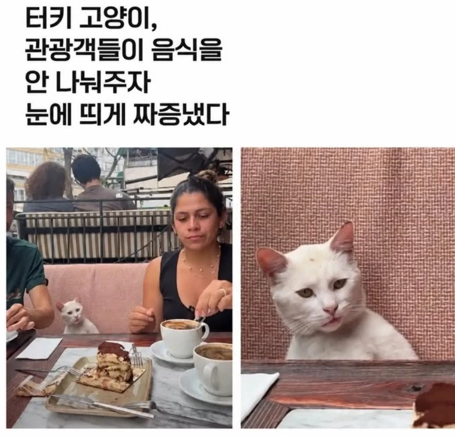 관광객이 음식 안주자 짜증낸 고앵이_1.webp