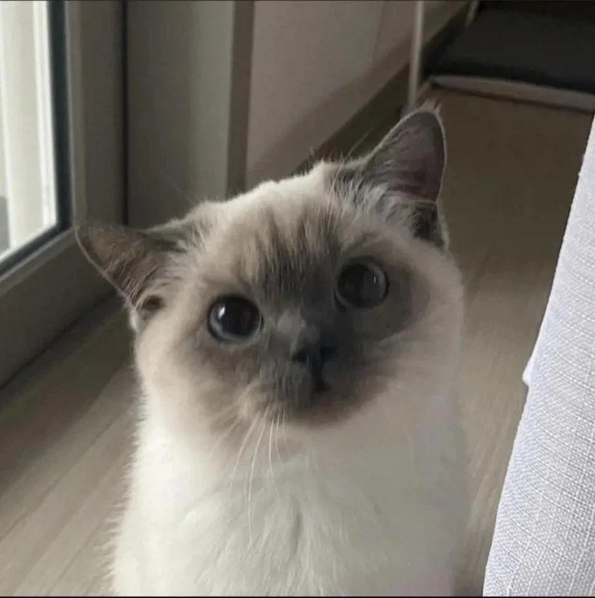놀러온 집사 친구 감시하는 고양이_1.webp