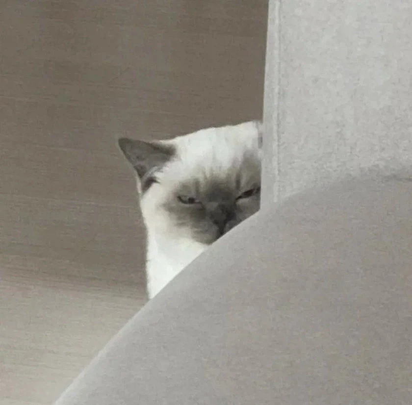 놀러온 집사 친구 감시하는 고양이_3.webp