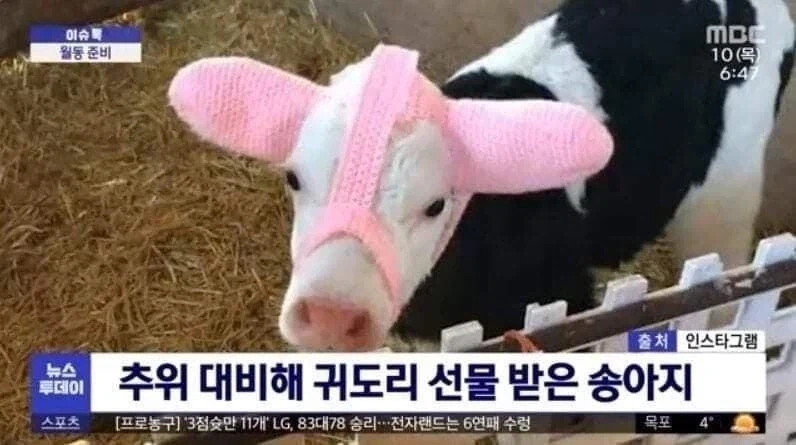 하드한 sm플레이를 준비중인 젖소_1.webp