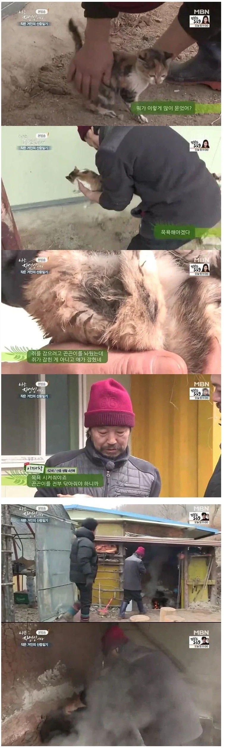 고양이를 주은 자연인.jpg_1.webp