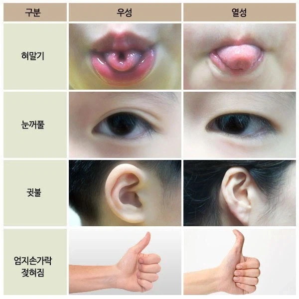 상염색체에 의해 유전되는 우성 열성 형질들_1.webp