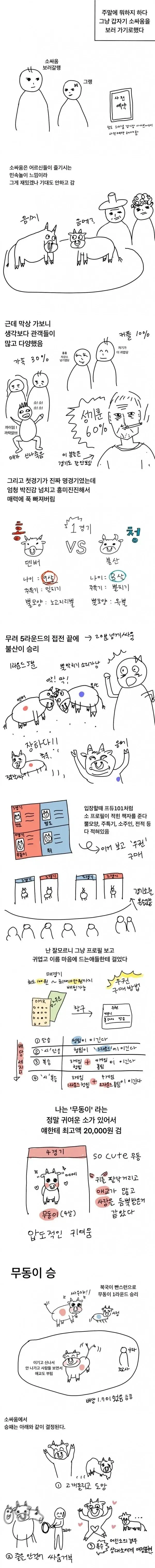 청도 소싸움 관람 후기_1.webp