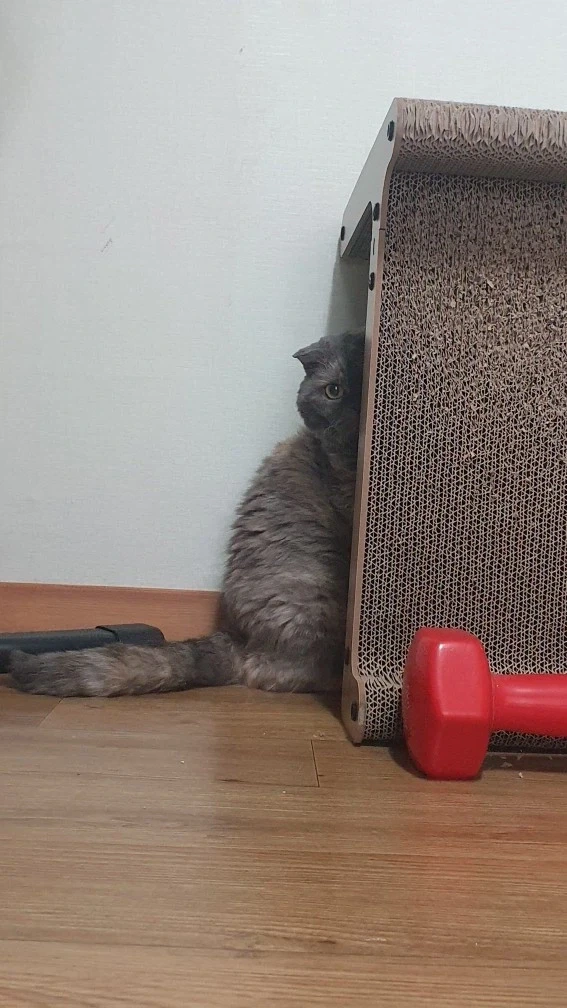 우리집 고양이 집에 손님오면 쵸파처럼 숨어서 지켜봄_1.webp