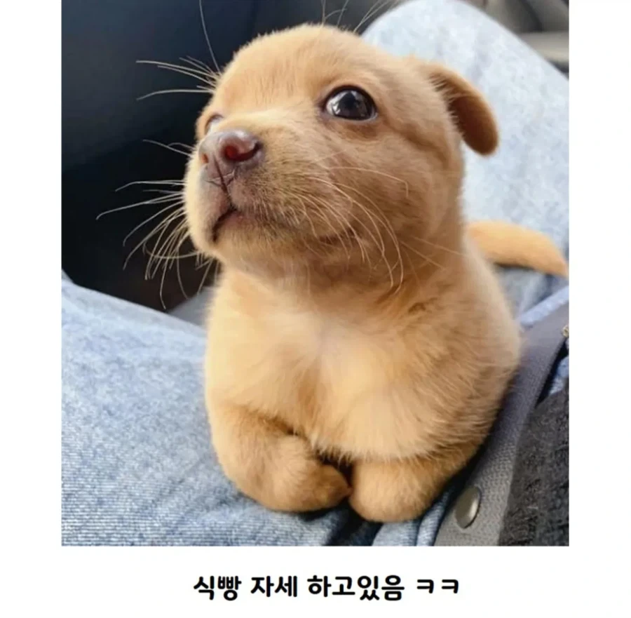 공사장에서 구조된 애기 인절미_2.webp