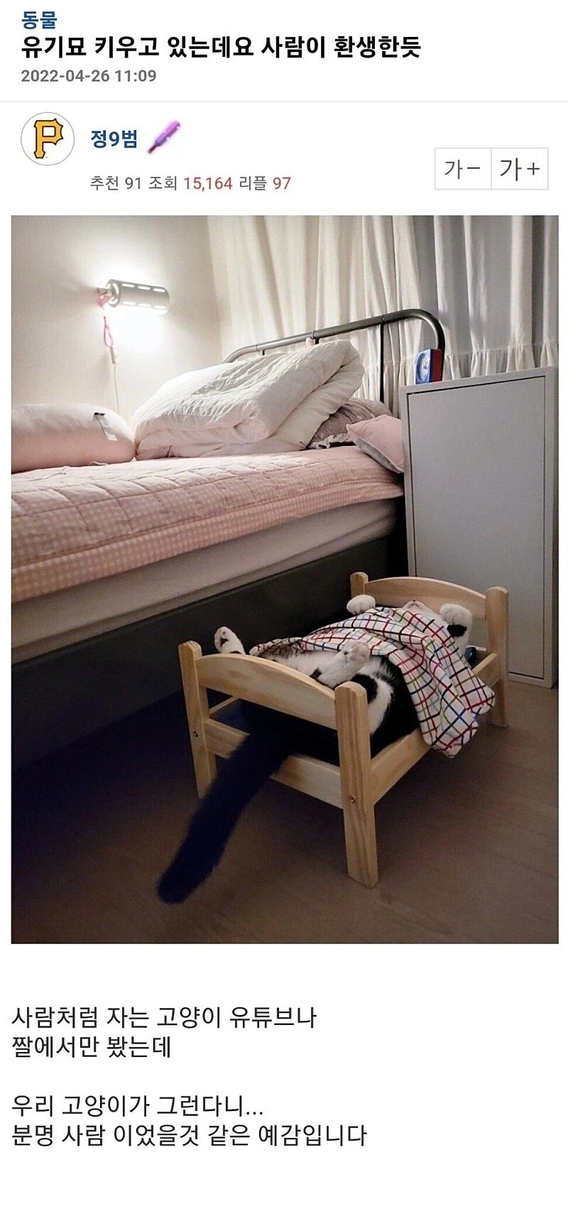 혐] 혐짤 수준으로 다친 길고양이의 최후_3.webp