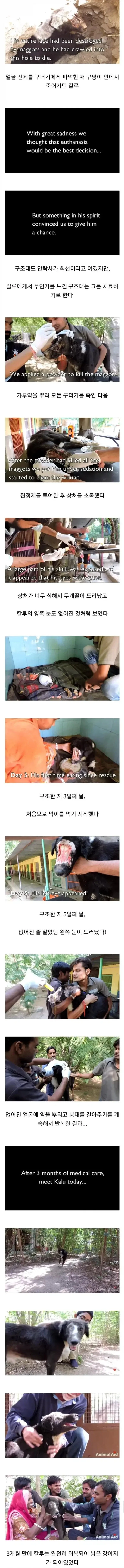 혐] 얼굴 없는 댕댕이 치료과정_1.webp