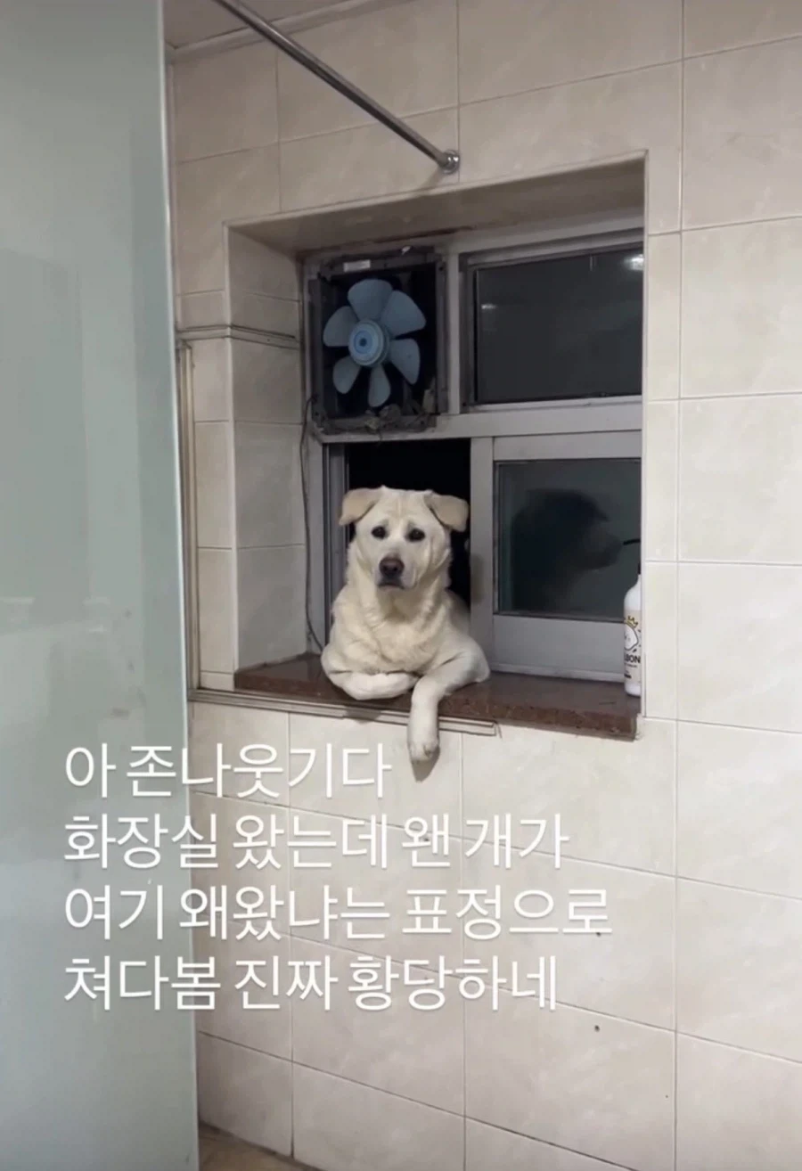 화장실 왔는데 왠 개가 여기 왜왔냐는 표정으로 쳐다봄_1.webp