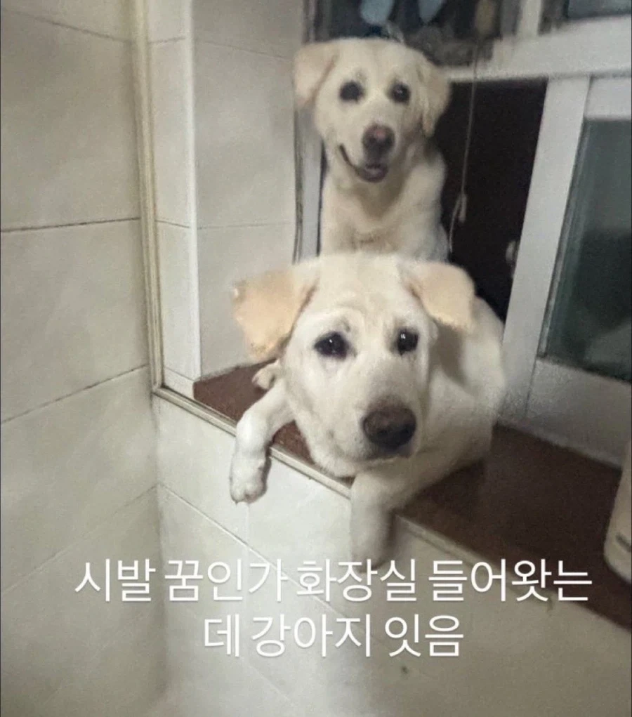 화장실 왔는데 왠 개가 여기 왜왔냐는 표정으로 쳐다봄_2.webp