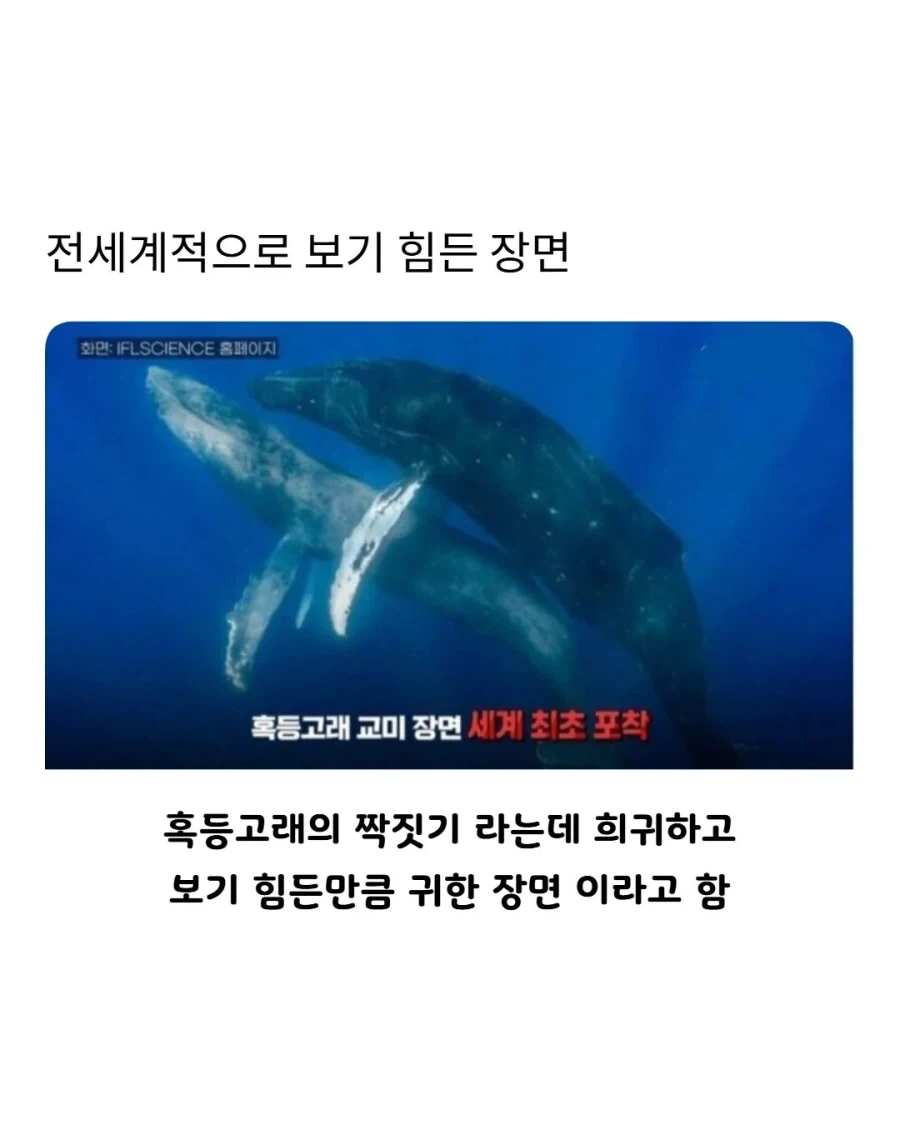 엄청 보기 드물다는 고래 짝짓기 모습_1.webp