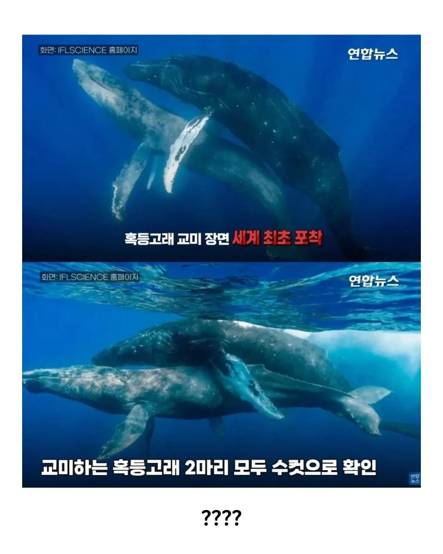 엄청 보기 드물다는 고래 짝짓기 모습_2.webp