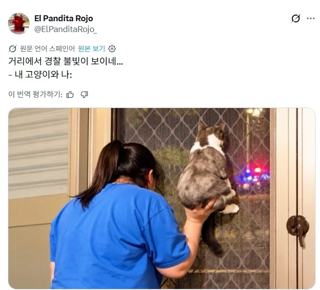 경찰차 구경하는 고양이와 집사.jpg_1.webp