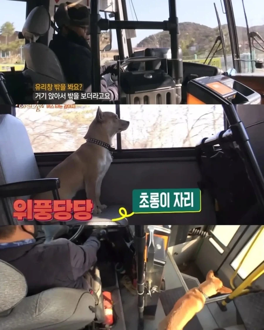 5키로 떨어진 친구 집 가려고 버스 무임승차_3.webp