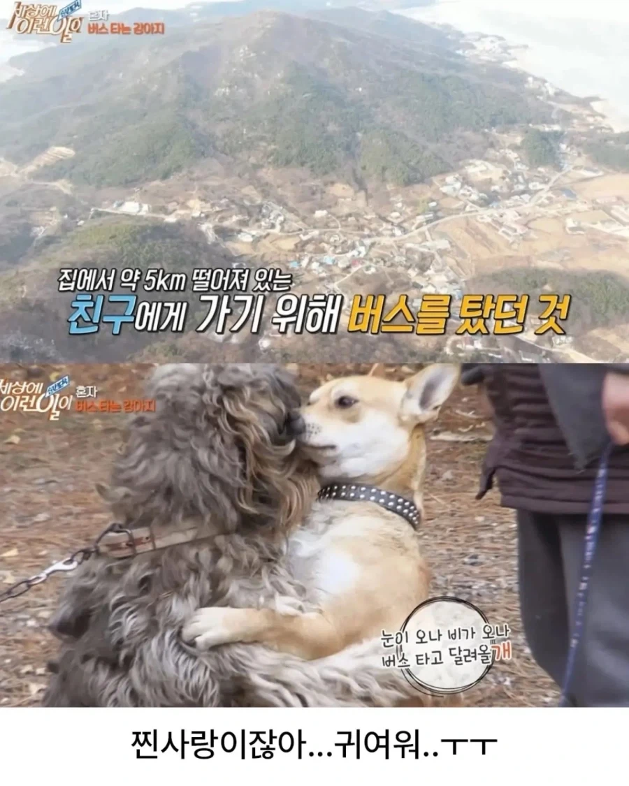 5키로 떨어진 친구 집 가려고 버스 무임승차_4.webp
