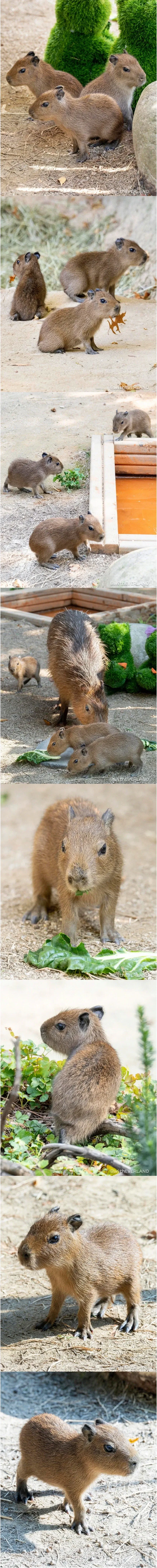 에버랜드 카피바라 세쌍둥이_1.webp