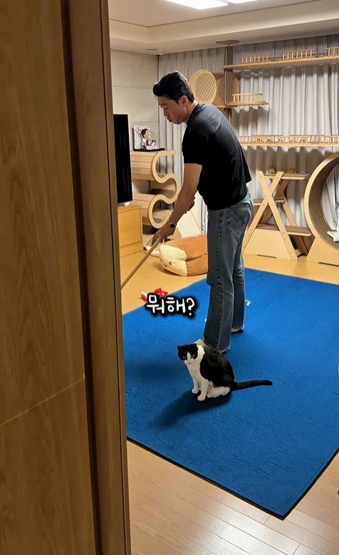 고자극에 중독된 고양이들_1.webp