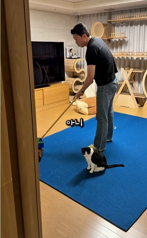 고자극에 중독된 고양이들_3.webp
