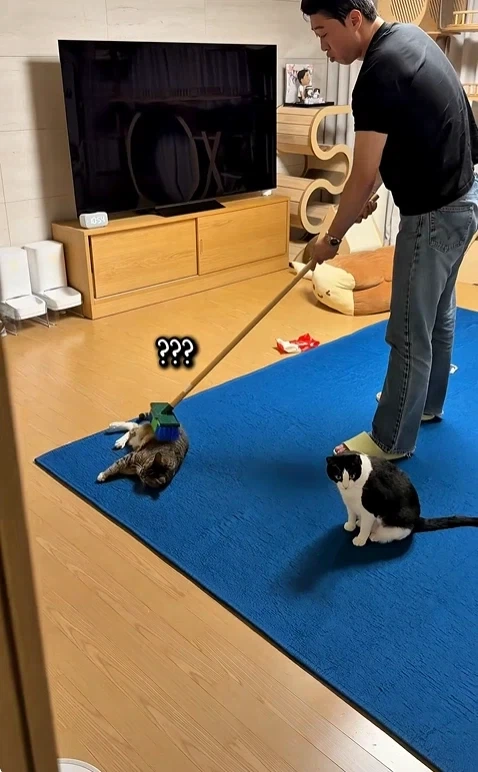 고자극에 중독된 고양이들_4.webp