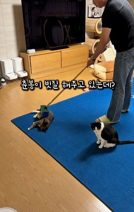 고자극에 중독된 고양이들_5.webp