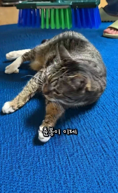 고자극에 중독된 고양이들_6.webp