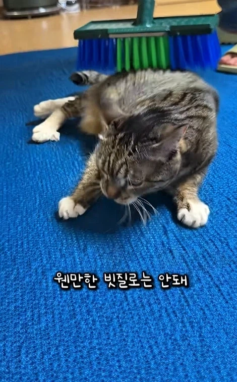 고자극에 중독된 고양이들_7.webp