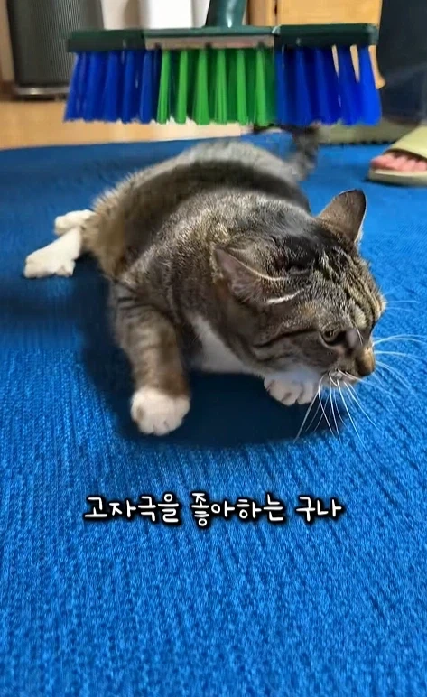 고자극에 중독된 고양이들_8.webp
