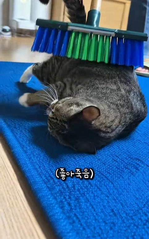 고자극에 중독된 고양이들_9.webp