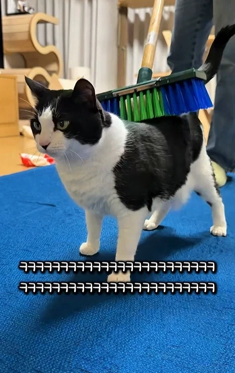 고자극에 중독된 고양이들_10.webp