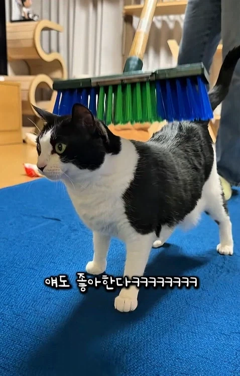고자극에 중독된 고양이들_11.webp
