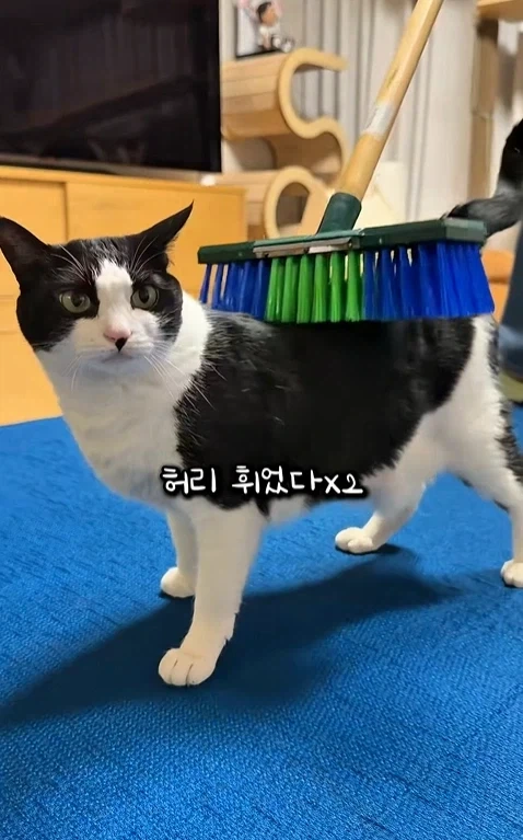 고자극에 중독된 고양이들_12.webp