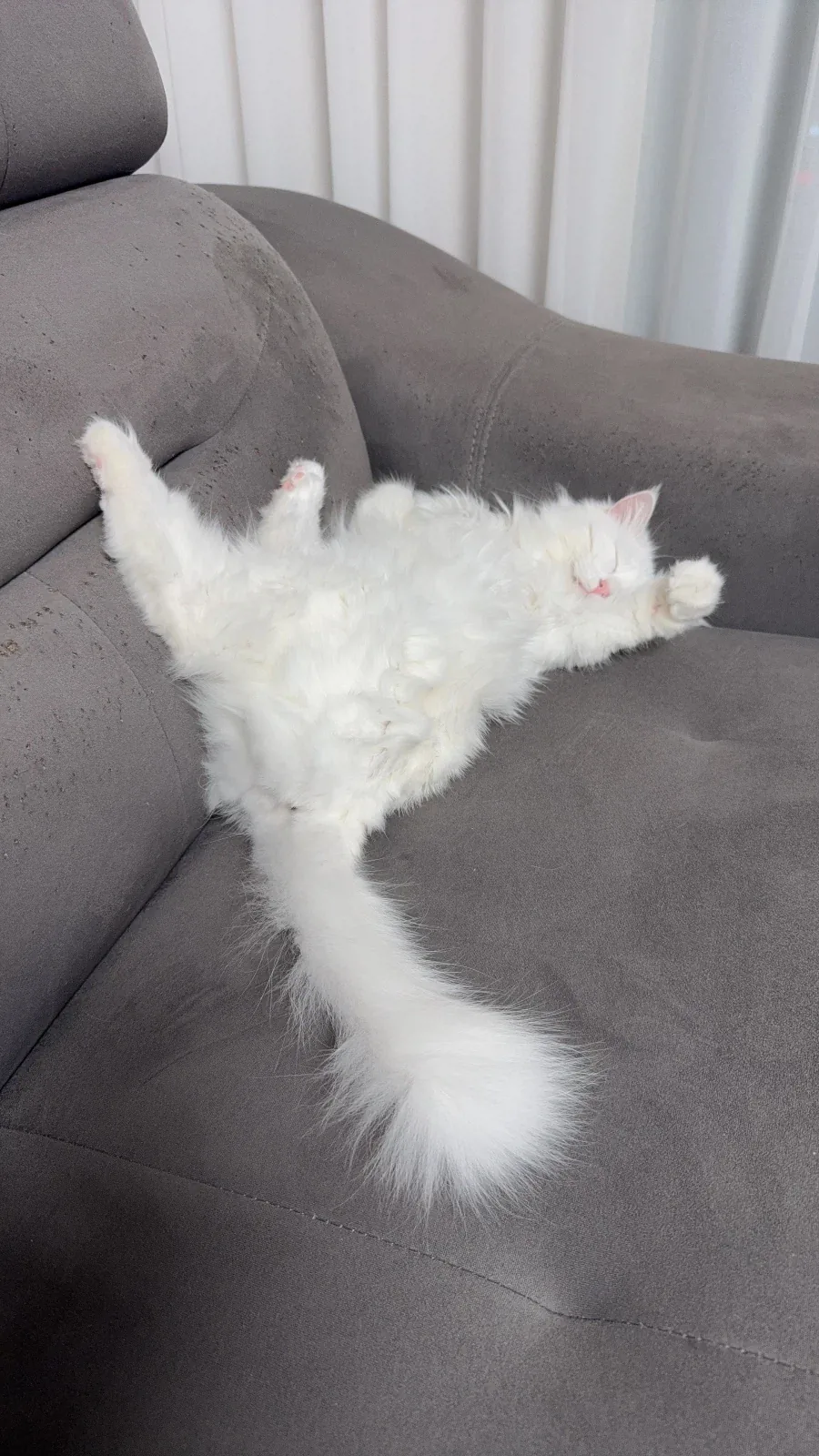 희한하게 자는 우리집 고양이_1.webp