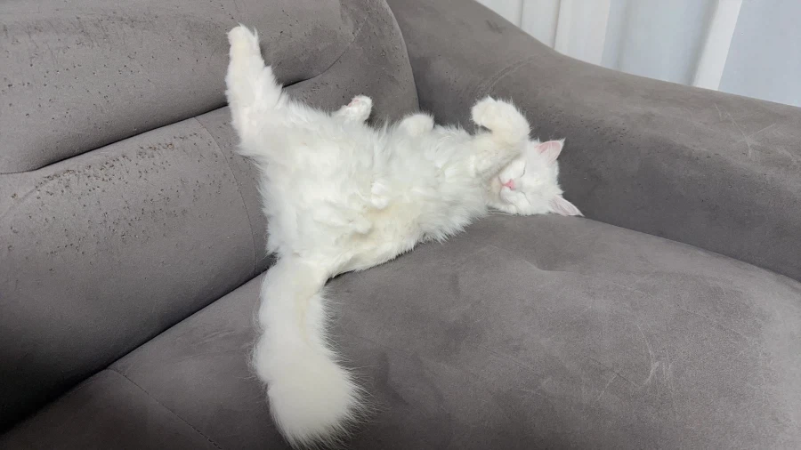 희한하게 자는 우리집 고양이_2.webp