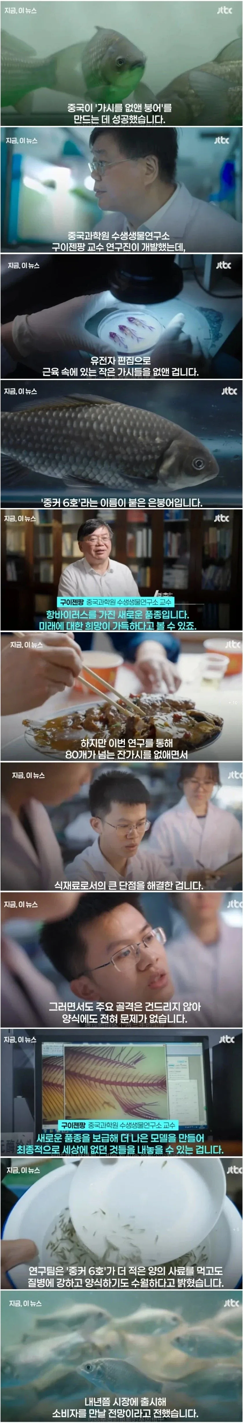중국에서 개발한 잔가시 없는 붕어_1.webp