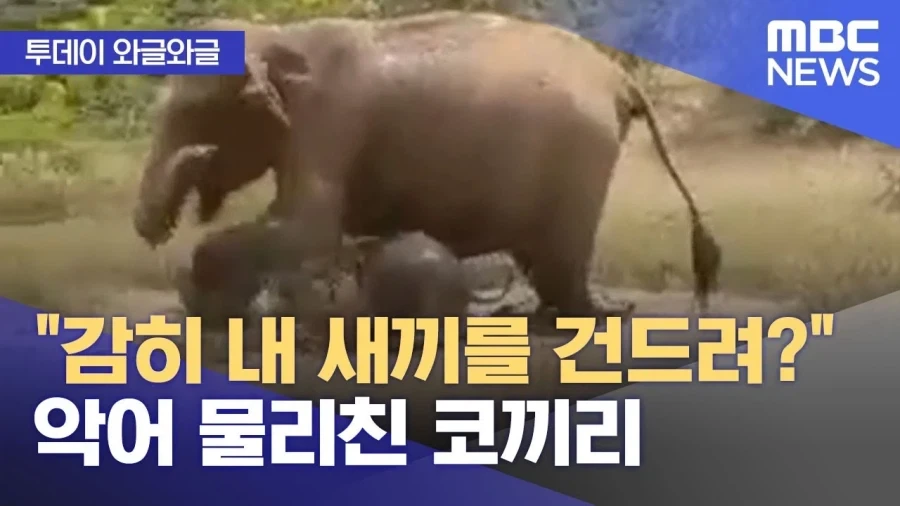 아시아코끼리는 크기도 작고 온순해서 공격을 많이 받는다._3.webp