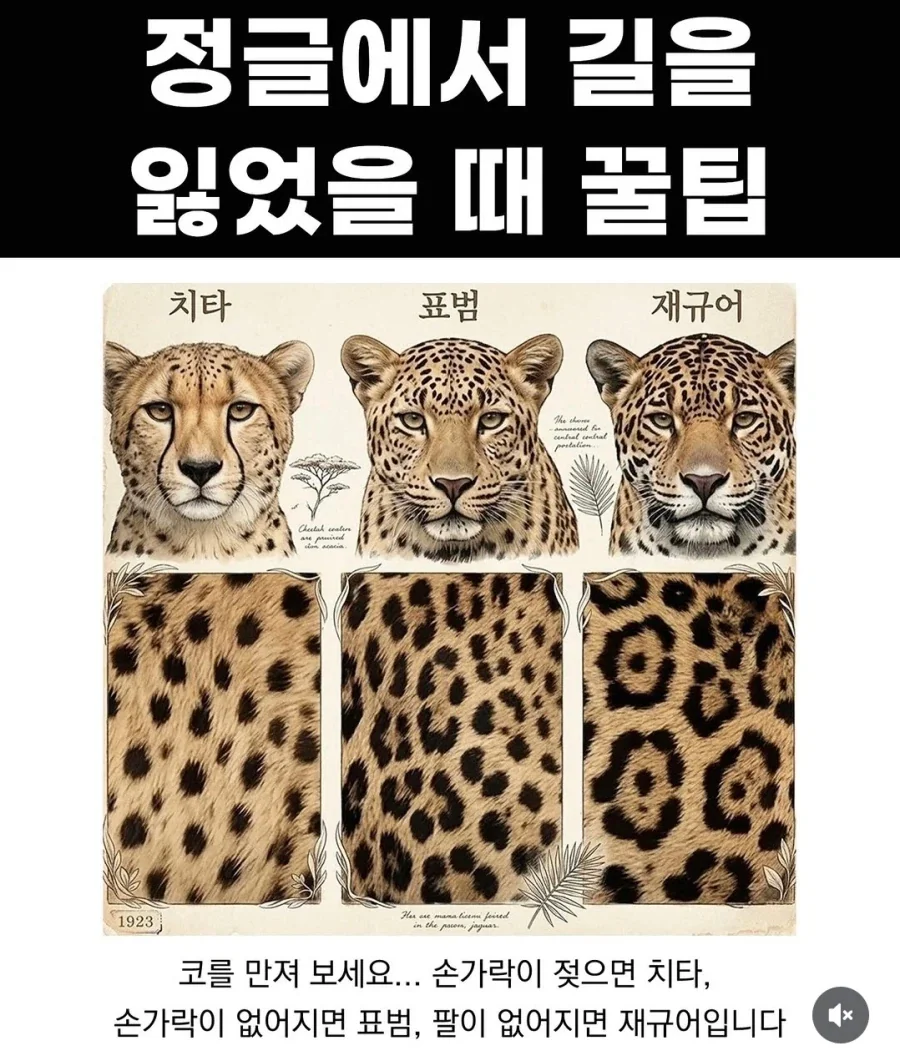 싱글벙글 정글에서 길 잃었을 때 꿀팁_1.webp