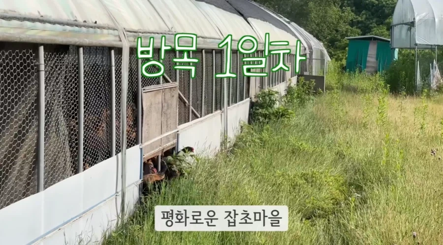 잡초가 무성한 곳에 토종닭을 풀어 놓을경우_1.webp