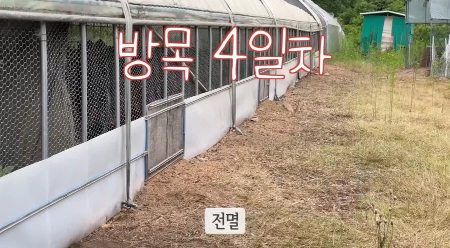 잡초가 무성한 곳에 토종닭을 풀어 놓을경우_2.webp