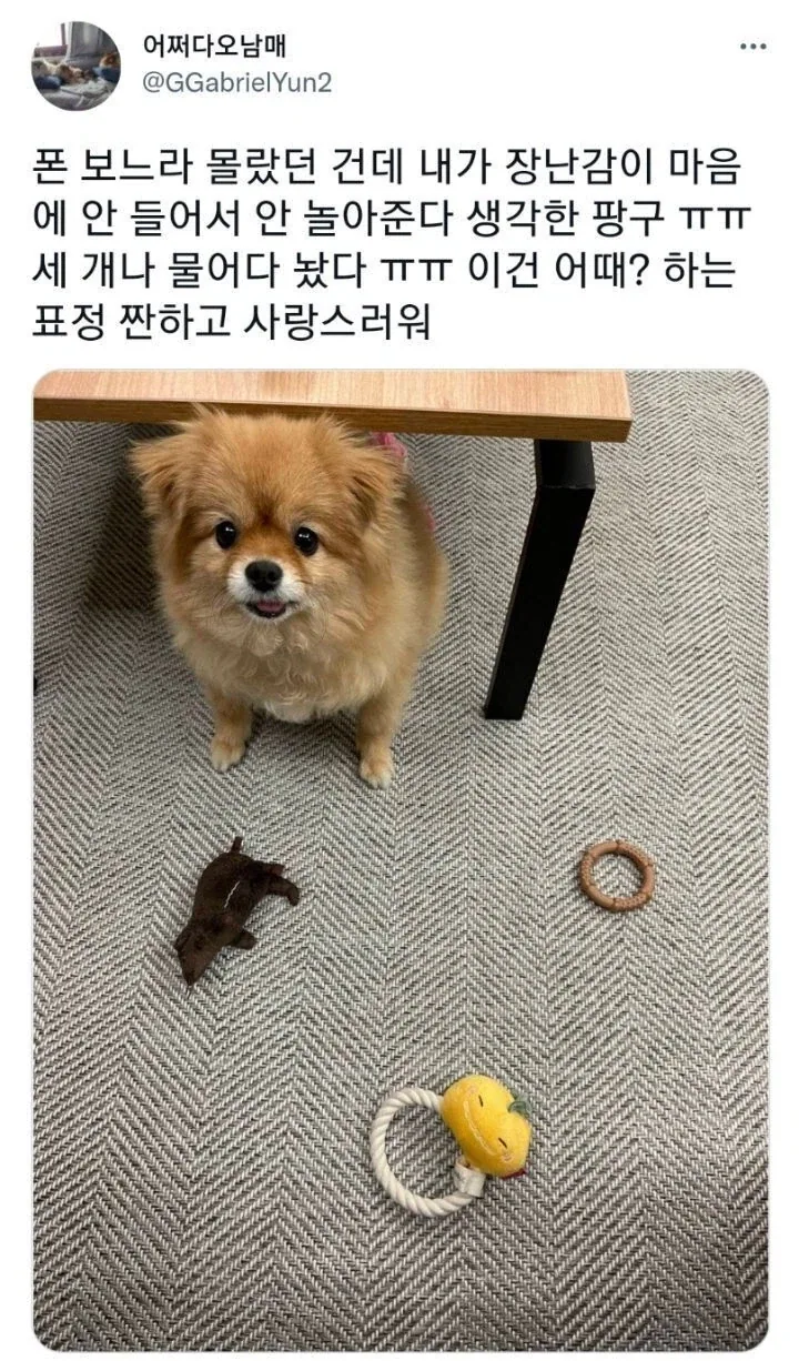 장난감이 마음에 안들어서 안놀아준다 생각한 댕댕이.jpg_1.webp