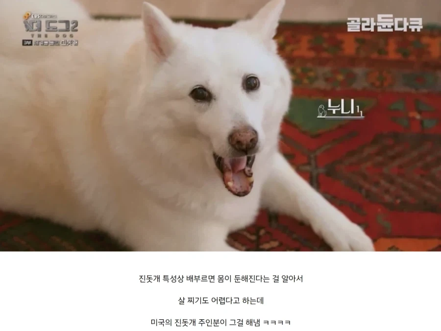 미국인이 키우는 진돗개의 위엄_2.webp