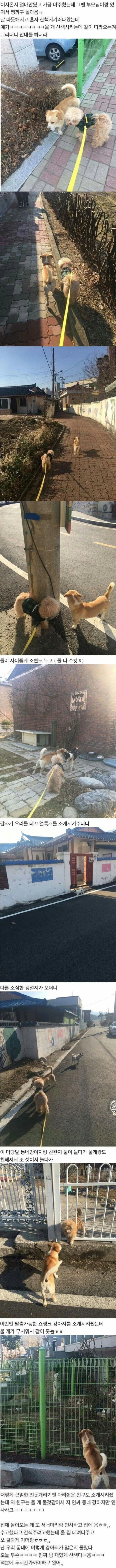 새로 이사온 곳에서 만난 슈퍼 인싸 멍뭉이.jpg_1.webp