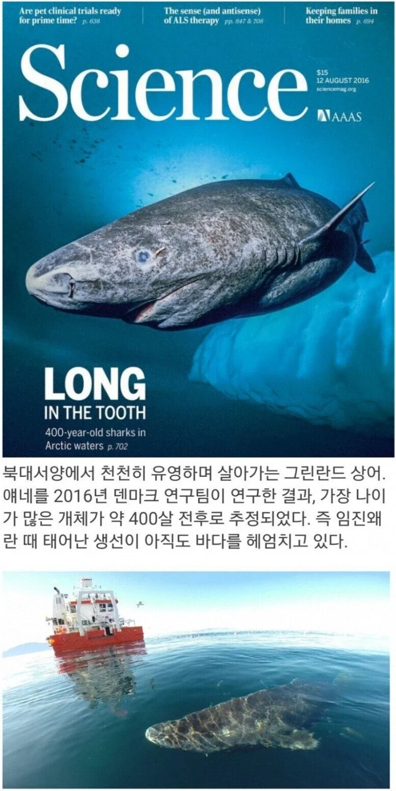 임진왜란 무렵 즈음 태어난 상어.jpg_1.webp