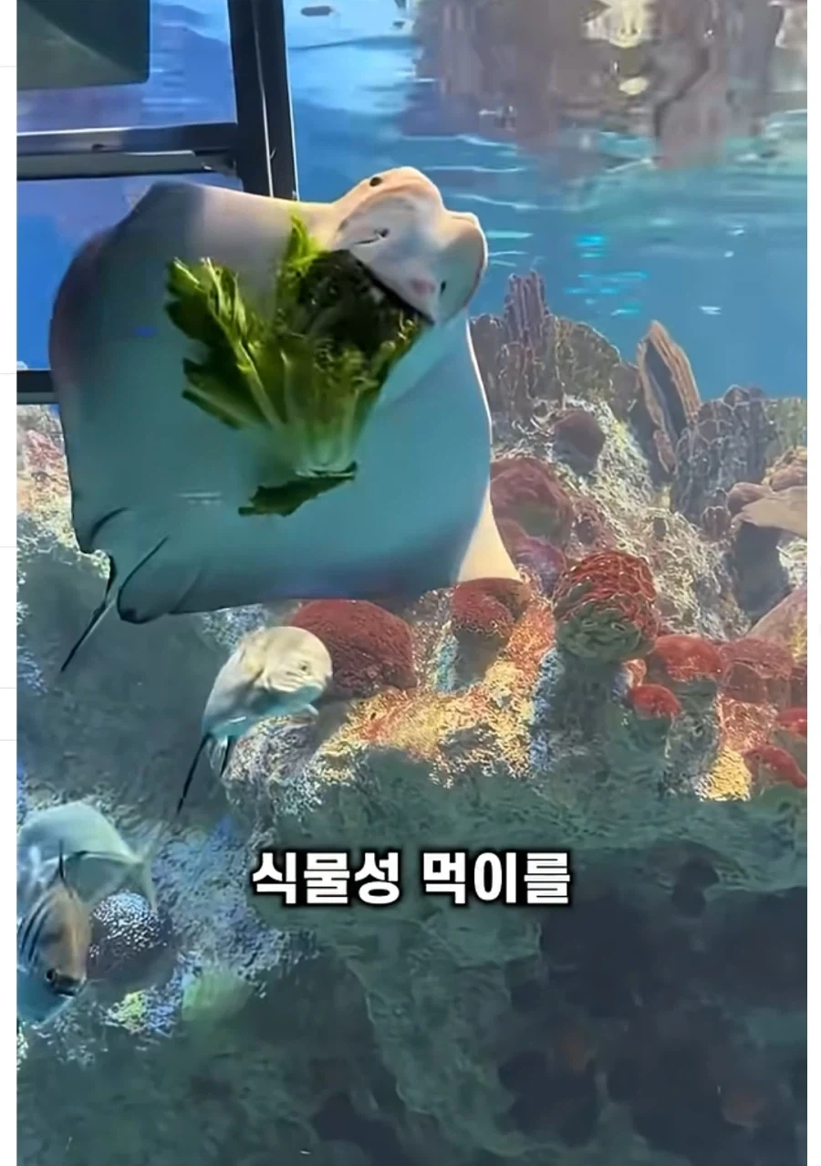 가오리 풀뜯어먹는 소리하고 있네_1.webp